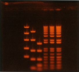 DNA Gel (28,448 bytes)